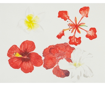 1-Hibiskus-Jasmin-Flammenbaumbluete-1985